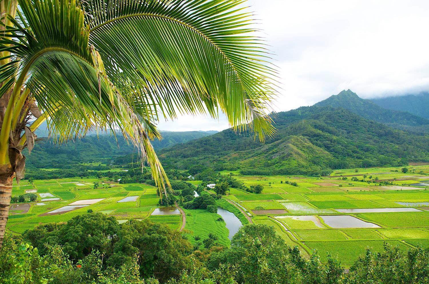 Waipouli Beach Resort Penthouse Beautiful Oceanview Aloha! Ac Pool Kapa'a Ngoại thất bức ảnh